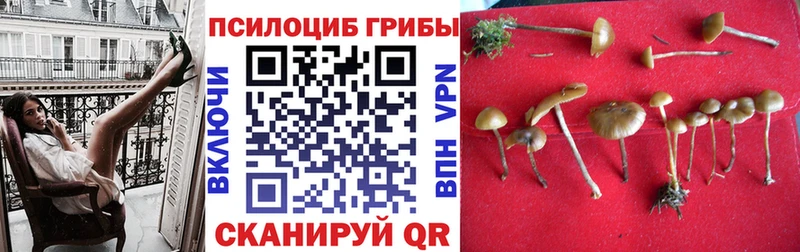 Псилоцибиновые грибы Psilocybine cubensis Зерноград
